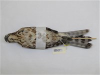 藏品(鳳頭蒼鷹)的圖片